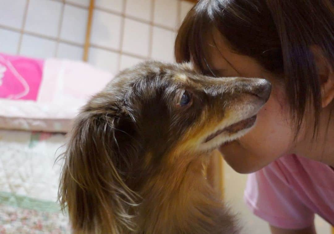 内山ミエさんのインスタグラム写真 - (内山ミエInstagram)「シニア犬ココさん17歳の誕生日🎂YouTubeの動画で出せて幸せ😭✨✨❤️  思い出📷たくさん撮った‼️いろんな表情を見せてくれるここさんが大好き💓見てくださるみなさん、お心を寄せて頂きありがとうございます。お陰でお年の割には元気？かな？🫠  #シニア犬 #老犬 #ミニチュアダックスフンド #チョコレートダップル #ダップル」8月6日 21時40分 - mieuchiyama