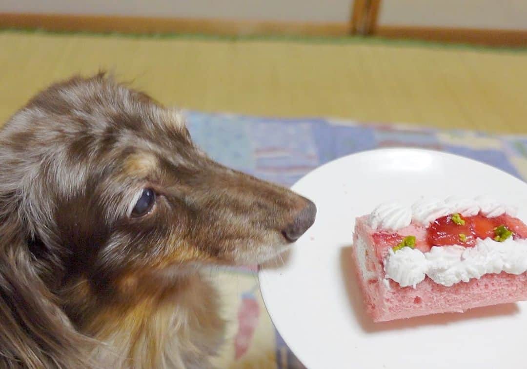 内山ミエさんのインスタグラム写真 - (内山ミエInstagram)「シニア犬ココさん17歳の誕生日🎂YouTubeの動画で出せて幸せ😭✨✨❤️  思い出📷たくさん撮った‼️いろんな表情を見せてくれるここさんが大好き💓見てくださるみなさん、お心を寄せて頂きありがとうございます。お陰でお年の割には元気？かな？🫠  #シニア犬 #老犬 #ミニチュアダックスフンド #チョコレートダップル #ダップル」8月6日 21時40分 - mieuchiyama