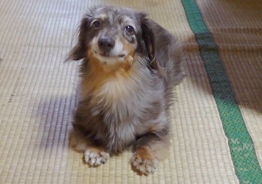 内山ミエさんのインスタグラム写真 - (内山ミエInstagram)「シニア犬ココさん17歳の誕生日🎂YouTubeの動画で出せて幸せ😭✨✨❤️  思い出📷たくさん撮った‼️いろんな表情を見せてくれるここさんが大好き💓見てくださるみなさん、お心を寄せて頂きありがとうございます。お陰でお年の割には元気？かな？🫠  #シニア犬 #老犬 #ミニチュアダックスフンド #チョコレートダップル #ダップル」8月6日 21時40分 - mieuchiyama