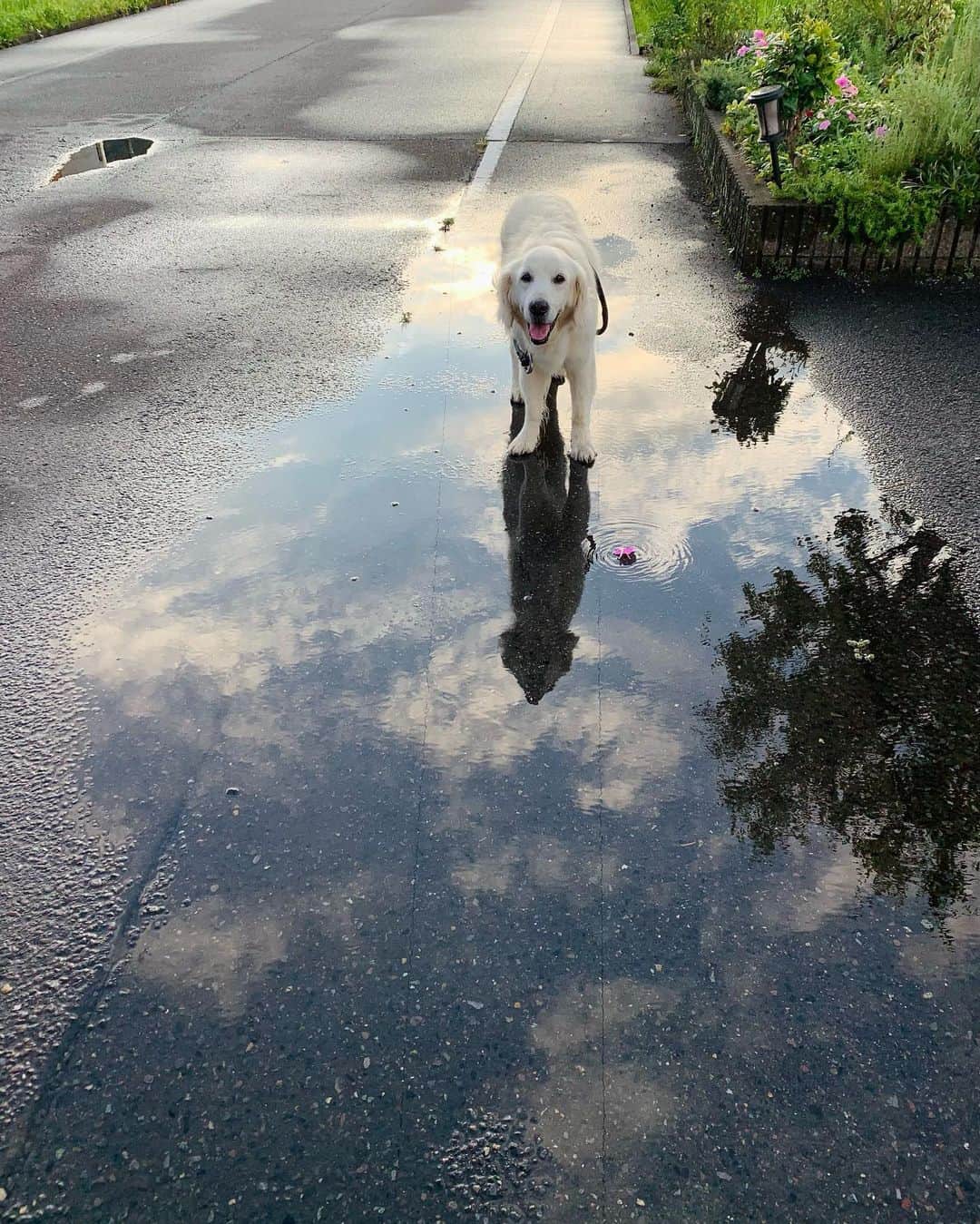 P太郎ママさんのインスタグラム写真 - (P太郎ママInstagram)「突然の夕立。 濡れた… 加速する汚犬サマー。」8月6日 21時41分 - ptarodada