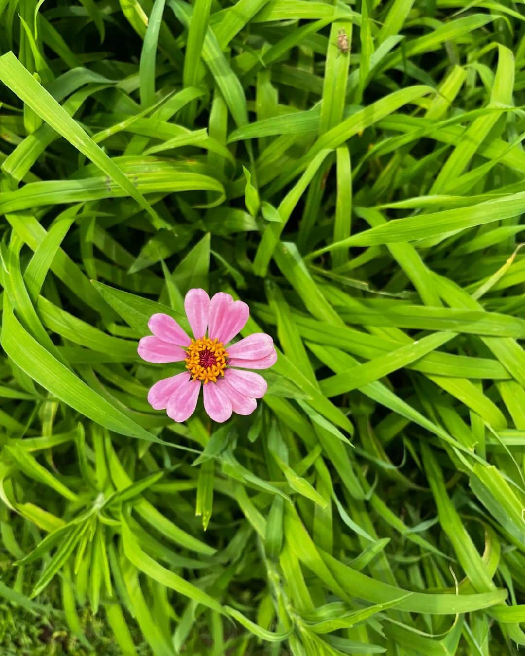 チョン・シアさんのインスタグラム写真 - (チョン・シアInstagram)「참 좋았던 어느 여름날~🌿  #서우공주_」8月6日 21時46分 - jung.sia