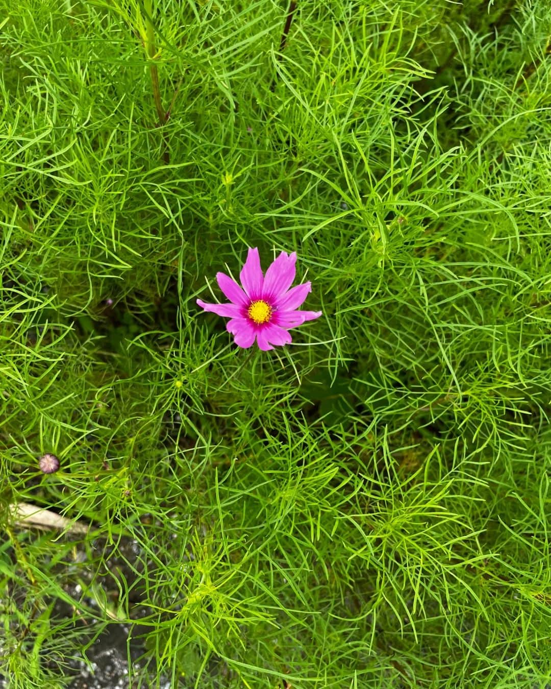 チョン・シアさんのインスタグラム写真 - (チョン・シアInstagram)「참 좋았던 어느 여름날~🌿  #서우공주_」8月6日 21時46分 - jung.sia