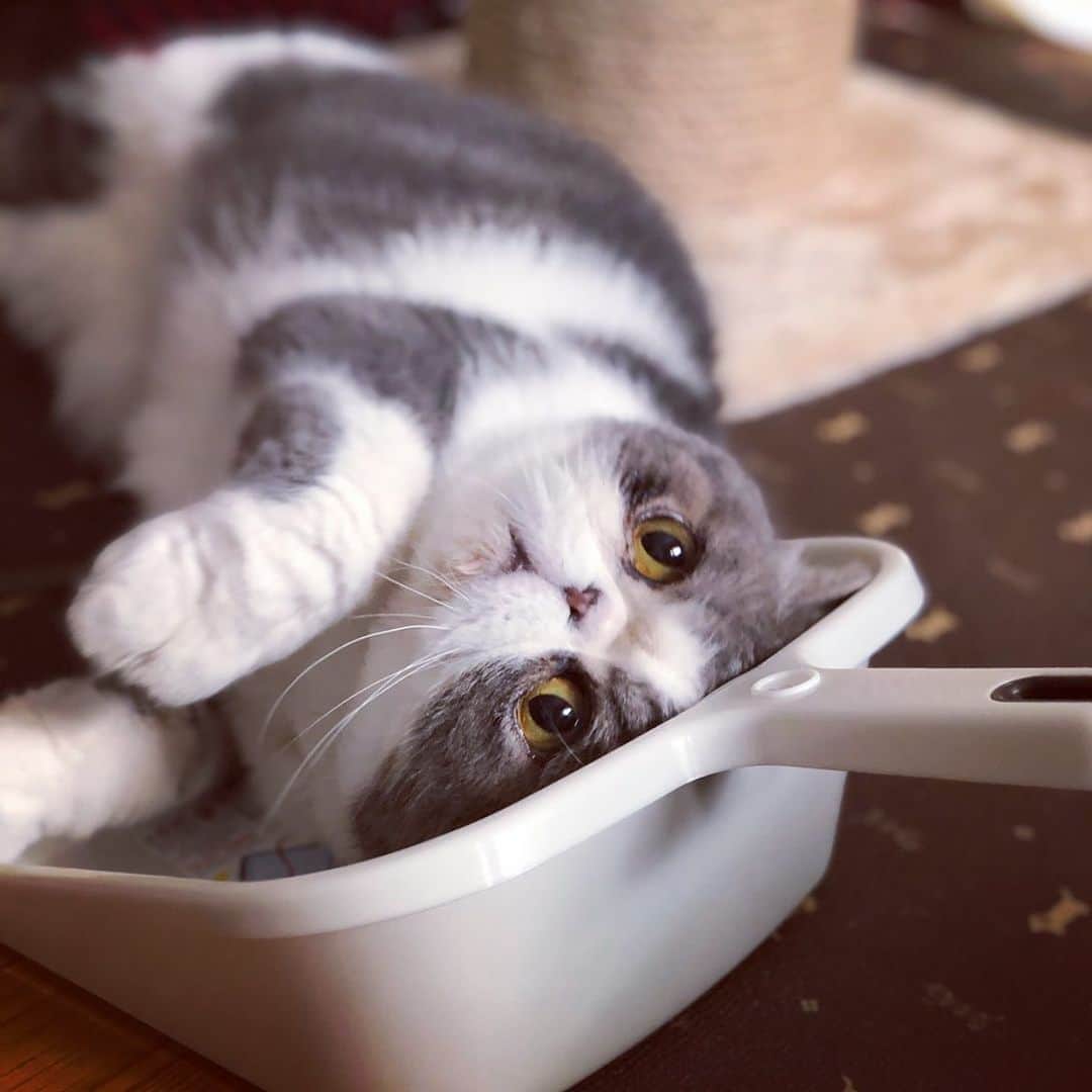 のインスタグラム：「新しいチリトリ好き。捨てちまうぞ。  #ムスカ #エキゾチックショートヘア #ねこすたぐらむ #ふわもこ部 #にゃんすたぐらむ #ねこ部 #にゃんこ #ねこのいる生活 #ねこのきもち #猫写真 #猫大好き #ペコねこ部 #ねこバカ #愛猫 #냥스타그램 #귀여워 #猫咪 #catstagram #kitty #petstagram #instacat #meow #catoftheday #ilovemycat #catstagram_japan #instagramcats #cutepets #Kedi #cat_of_Instagram #katter」