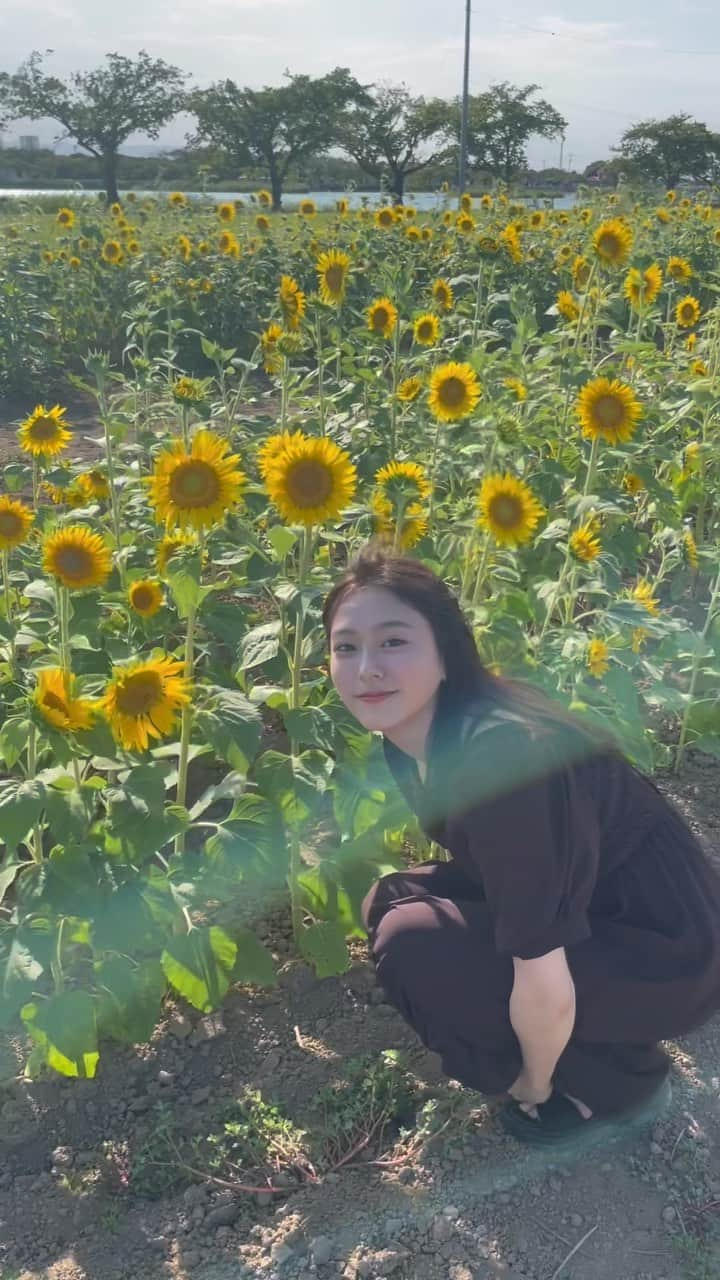 寺島季咲のインスタグラム：「ひまわり🌻  #向日葵畑」