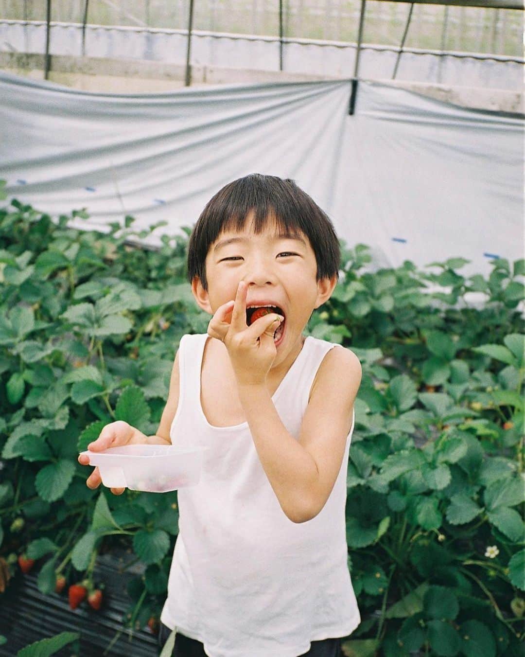 平大路 知子のインスタグラム：「🍓 #contaxt2 #35mm #filmcamera」