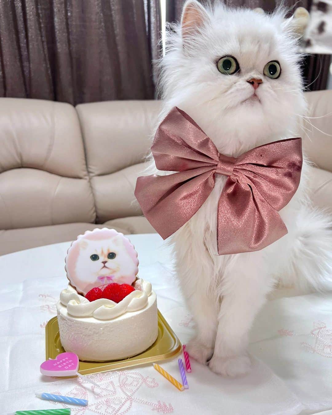 manami☺︎satoさんのインスタグラム写真 - (manami☺︎satoInstagram)「⑅⃛  ＼ 🎂- ̗̀‎ 𝙷𝚊𝚙𝚙𝚢 𝙱𝚒𝚛𝚝𝚑𝚍𝚊𝚢 ̖́-‬🎁／  Fuwari ^ↀᴥↀ^ 💭🍬  ‎𓊆 2023.8.6 𓊇  ふぅたんが7歳になりました♡  強靭な体と性格をお持ちのふぅ様😂  ずっとずっと元気でいてね𓂃 𓈒𓏸◌  アイシングクッキーを作ってもらいました～ かわいい！  ※ミニマムなふぅたんにはリボンが 大きすぎましたw🎀  🩷🤍🩷🤍🩷🤍🩷🤍🩷🤍  #birthdaycat #誕生日 #🐈⸒⸒⸒⸒♡  #小悪魔ふぅちゃん #チンチラシルバー#チンチラゴールデン#猫#ねこ部#ねこのいる生活#ねこすたぐらむ#猫好きさんと繋がりたい#ペルシャ#ねこと暮らす#猫のいる暮らし#냥스타그램#貓 #貓星人 #KATZE#GATTA#cats_of_world  #ilovecats#meaw#kot#persiancat #koty#cat#cats#catstagram#catsofinstagrams#persiancat」8月6日 23時01分 - fuwari_kinaco