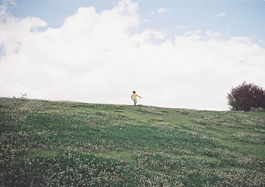 平大路 知子さんのインスタグラム写真 - (平大路 知子Instagram)「🌱 #contaxt2 #filmcamera #35mm」8月6日 23時13分 - tomo_checcori