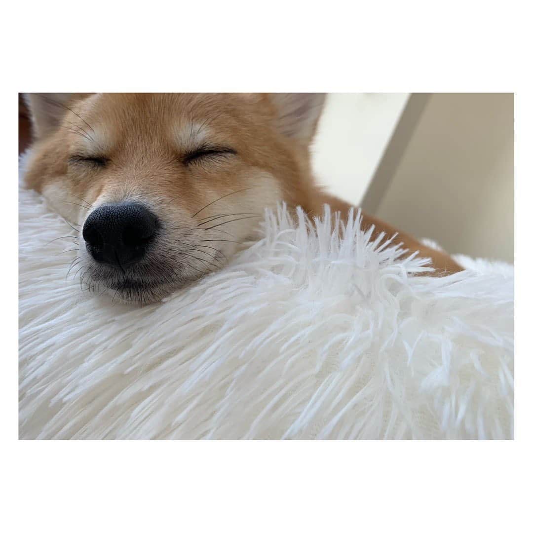陽月華さんのインスタグラム写真 - (陽月華Instagram)「☆  わたしの持ちうる真面目な部分をすべて使いきったので  本来の自分を取り戻すべく  岡田あーみん先生のまんがを読み  るんとごろごろ  することにしました。  #るん  #犬 #dog #dogstagram #dogslife #doglife #dogs #doglifestyle #dogstagram  #dogphoto #dogphotography  #dogphotoshoot #photography」8月6日 23時14分 - hizukihana_official