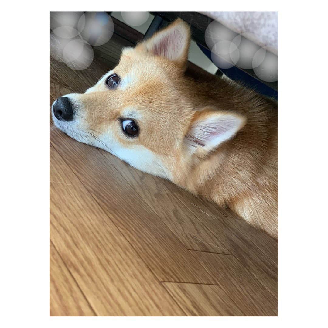陽月華さんのインスタグラム写真 - (陽月華Instagram)「☆  わたしの持ちうる真面目な部分をすべて使いきったので  本来の自分を取り戻すべく  岡田あーみん先生のまんがを読み  るんとごろごろ  することにしました。  #るん  #犬 #dog #dogstagram #dogslife #doglife #dogs #doglifestyle #dogstagram  #dogphoto #dogphotography  #dogphotoshoot #photography」8月6日 23時14分 - hizukihana_official