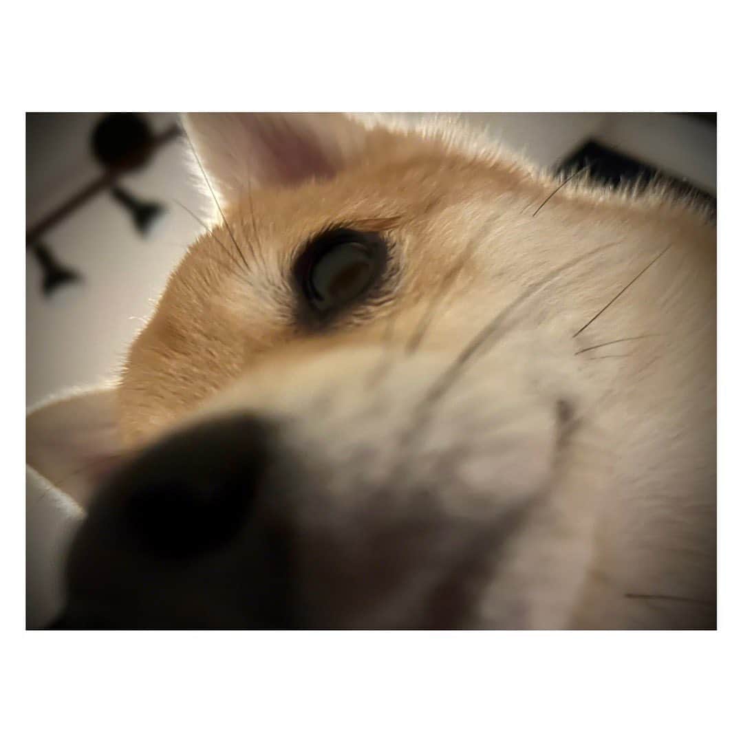 陽月華のインスタグラム：「☆  わたしの持ちうる真面目な部分をすべて使いきったので  本来の自分を取り戻すべく  岡田あーみん先生のまんがを読み  るんとごろごろ  することにしました。  #るん  #犬 #dog #dogstagram #dogslife #doglife #dogs #doglifestyle #dogstagram  #dogphoto #dogphotography  #dogphotoshoot #photography」