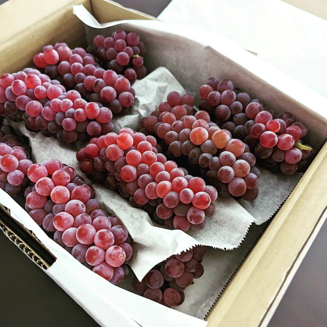 島田佳奈のインスタグラム：「毎年恒例・父の生家（ぶどう園）よりデラウェアが届いた。ありがとう♡」