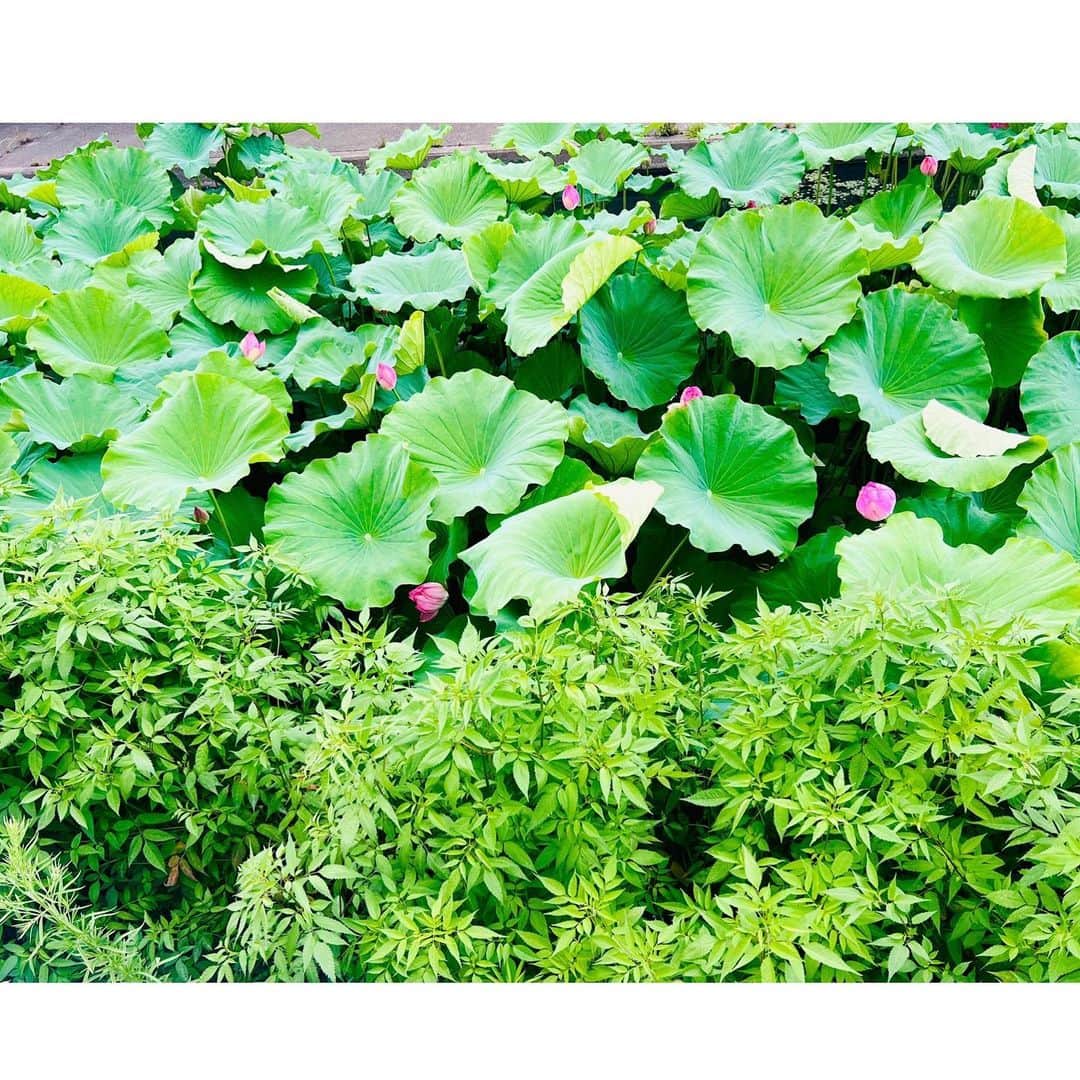のインスタグラム：「#散歩 #花 ハスだよね😶  もう閉じちゃったな。  昼過ぎくらいまで、サービスで咲いていてくれないだろか😳」