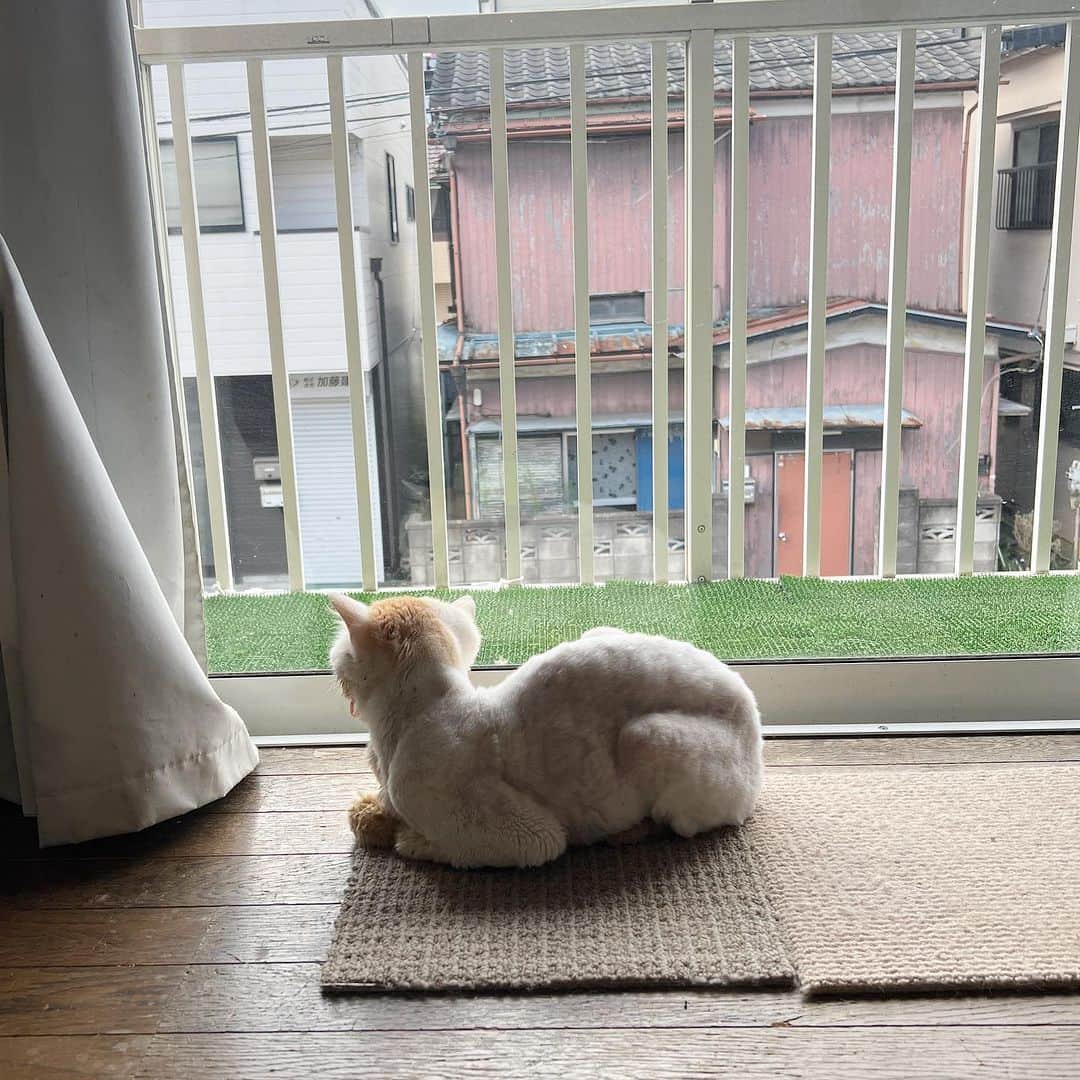 Kachimo Yoshimatsuのインスタグラム：「窓際のラクダおかき  OKAKI looks like a small camel.  #うちの猫ら #猫 #ねこ #okaki #ニャンスタグラム #にゃんすたぐらむ #ねこのきもち #cat #ネコ #catstagram #ネコ部 http://kachimo.exblog.jp」