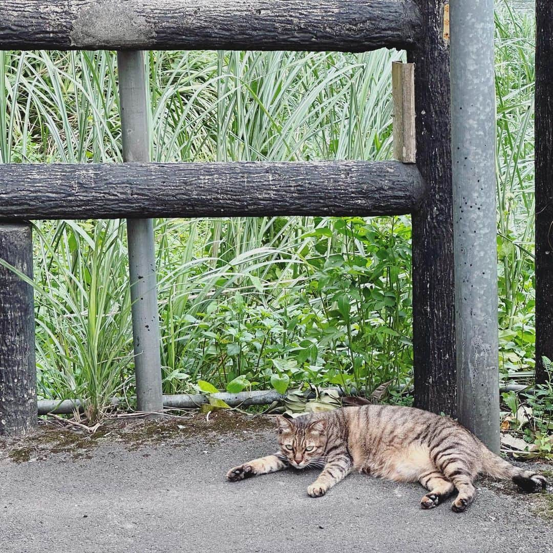 田中千絵さんのインスタグラム写真 - (田中千絵Instagram)「🧋台北生活🧋  下半期のマラソン大会に向けて 久しぶりに長距離を走ろうとしましたが 台北は夕方の時間帯でも まだまだ蒸し暑い感じ🥵 無理するのはやめて、断念しました。 やっぱり私は 朝ランの方が向いてるみたいです( ´▽` )ﾉ  みなさんも無理はせず ご自身のペースでトレーニングなど なされてくださいね！  素敵な一週間を🌻⛱️🍧☀️ . Looking forward to participating marathons in the second half of this year!!! . 為了下半年的路跑賽事做準備 本來想跑久違的長距離 結果最近的台北傍晚的氣溫還是很熱🥵 不要勉強自己，結果放棄了。 而且我發現 我好像真的比較適合晨跑啊( ´▽` )ﾉ  請大家也不要勉強自己 一定要自己的步調去做任何事喔！  新周愉快🌻⛱️🍧☀ . . . #台湾 #台灣 #taiwan  #台北 #台北 #taipei #ランニング #跑步 #running  #フルマラソン #全馬 #marathon  #台北と東京の生活  #中国語」8月7日 10時07分 - chietanaka817