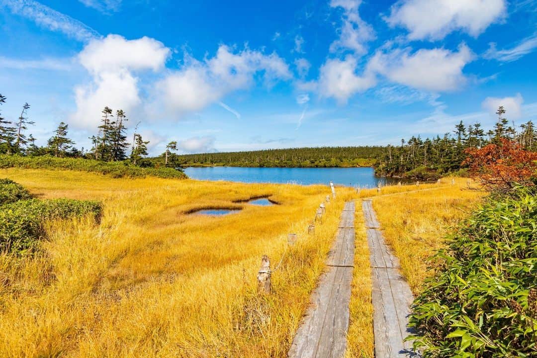 日本の国立公園のインスタグラム：「Promenade through the autumn magic on the Mt. Hachimantai Nature Observation Trail 🍁✨  In the southern part of Towada-Hachimantai National Park, a remarkable journey awaits you on the Hachimantai Nature Observation Trail in Tohoku. With its gentle terrain and well-maintained wooden paths, this trail offers an exceptional opportunity to immerse yourself in the vibrant colors of fall. 🍂🎒  Along the trail, you'll delight in the majestic forests of Maries' fir and alpine flower fields, and encounter a variety of swamps and ponds, with Hachimannuma Pond taking center stage as the largest and most iconic, formed over 6,000 years ago when water collected into a group of craters. 🏞️🌿  Ascend to the Hachimannuma Viewpoint for a breathtaking vista of Hachimannuma Pond reflecting the deep blue sky surrounded by glowing yellow grasses. On clear days, views even extend to the northeastern mountains, including the magnificent peaks of Mt. Chokai and Mt. Iwate. 🤩⛰️  The optimal time to visit is from late September to early October, as sections of the Hachimantai Aspite Line may close due to snow later in the fall. Make sure to always check the weather conditions before starting any hike and please be aware that the road to Mikaeshi Pass might experience some congestion. 🚗⏰  Capture the essence of autumn at the Hachimantai Nature Trail and share your admiration with a 🍂!  📍 Towada-Hachimantai National Park, Iwate/Akita  📸 Hachimantai in autumn, including Hachiman Marsh  #NationalParksJP #TowadaHachimantaiNationalPark #Tohoku #HachimannumaPond #Hachimantai #FallLeaves #AutumnVibes #AmazingSights #HikingTrails #DayHikes #Hiking #Japan #Travel #Tourism #ExploreJapan #DiscoverJapan #VisitJapan #日本 #国立公園」