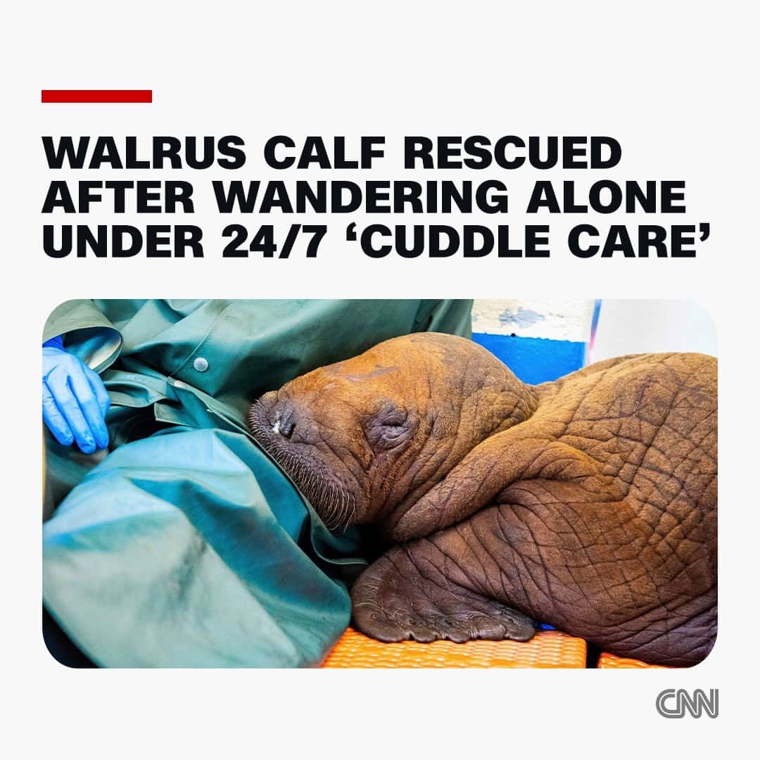 CNNさんのインスタグラム写真 - (CNNInstagram)「A rare walrus calf is under 24/7 cuddle care after he was found wandering alone in northern Alaska last week.  The Pacific walrus calf, estimated to be about a month old, arrived at the Alaska SeaLife Center on August 1 after being spotted on Alaska’s North Slope, about four miles inland from the Beaufort Sea, according to the Alaska SeaLife Center.  Officials said the area where the nearly 140-pound calf was found was unusual, as Pacific walruses are usually found in the ocean or along the western coastline. The center said it’s unclear how the animal made it so far inland.  Read more at the link in our bio.  📸: Alaska SeaLife Center; Walrus Rehabilitation at the ASLC permitted by USFWS LOA-PER0051451」8月7日 4時21分 - cnn