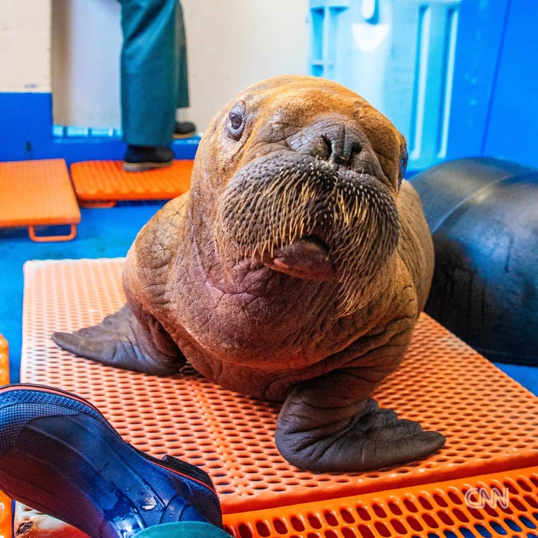 CNNさんのインスタグラム写真 - (CNNInstagram)「A rare walrus calf is under 24/7 cuddle care after he was found wandering alone in northern Alaska last week.  The Pacific walrus calf, estimated to be about a month old, arrived at the Alaska SeaLife Center on August 1 after being spotted on Alaska’s North Slope, about four miles inland from the Beaufort Sea, according to the Alaska SeaLife Center.  Officials said the area where the nearly 140-pound calf was found was unusual, as Pacific walruses are usually found in the ocean or along the western coastline. The center said it’s unclear how the animal made it so far inland.  Read more at the link in our bio.  📸: Alaska SeaLife Center; Walrus Rehabilitation at the ASLC permitted by USFWS LOA-PER0051451」8月7日 4時21分 - cnn