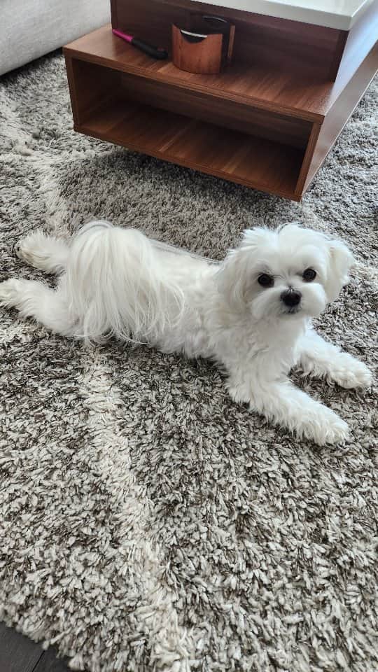 のインスタグラム：「Chicken always wins 🍗  #veggies #chicken #kfc #theothemaltese #maltese #smartdog」