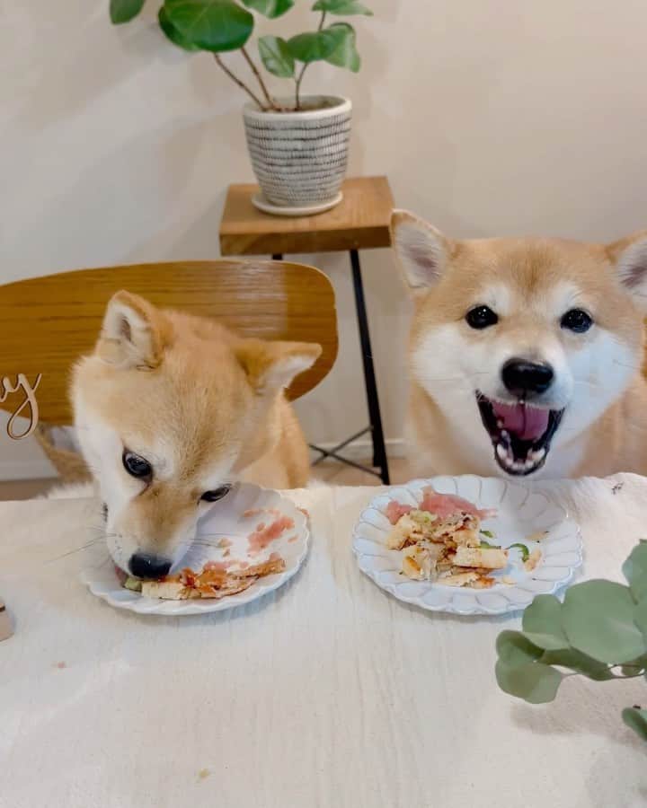 のインスタグラム：「🐶🍕 おはよー 犬用ピザーラをひたすら食べるだけの動画。 （ピザーラ以外にも犬用のお芋ケーキも混ぜてます）  2枚目、たまは食べるの早くて ワンコ蕎麦ならぬ、ワンコピザ状態。  以前、ピザを4ピースカット にしてあげたらたまが 噛まずに丸飲みしようとしたから 今回は木っ端微塵にしてあげました😆  4枚目、にこがテーブルに乗ったから伏せ！ って言ったらたまが伏せしたけど テーブルにアゴ乗せてそのまま落ちていった😂  人間用のマンゴーロールケーキは キャラメルクリームで美味でした🍰  #犬用ピザーラ  #柴犬#豆柴#mameshiba #shibastagram#japanphoto#shibainu#犬#shibainumania#犬のいる暮らし#shiba_snap#shibainupuppy#多頭飼い#dog#いぬすたぐらむ#puppy#dogstagram#instadog #doglover#pecoいぬ部#pecotv#いぬのきもち部#狗#子犬#barked#9gag#9gagpets#시바견」