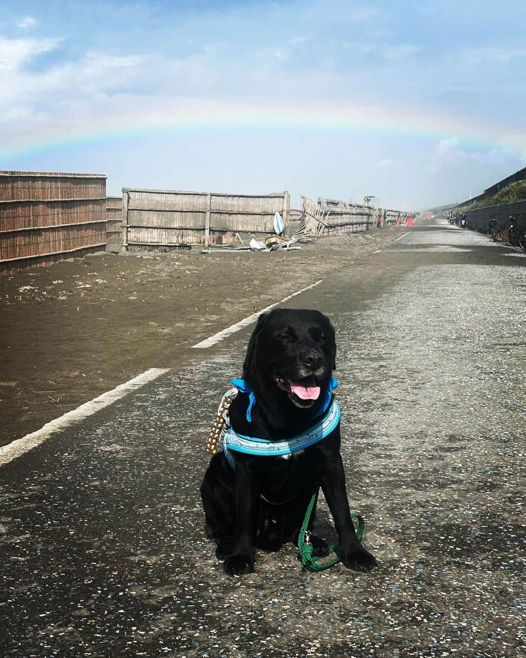 halmeのインスタグラム：「雨からの突然の晴れ🌞🌈  もう　無理‼️ な蒸し暑さ💦 せめてもの救いはこんな低い虹は初めてみたかも？🌈  帰り道に巣立った雛を連れたツバメに出会った💕  電線で餌やりしている姿は初めて見ました♩ 元気海を渡っていってほしいなぁ💕🌊 #虹 #ツバメ」