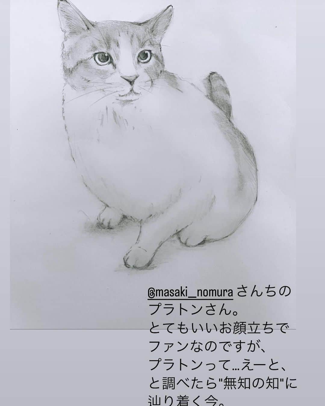 野村真季のインスタグラム：「@chappie85 さんが先日 プラトンのイラストをストーリーズにアップしてくれました！  @chappie85 さんのイラストは 都会的でおしゃれなタッチ、そしてどことなく漂うユーモアと対象への温かな目線を感じます。これまでもよく拝見していたのですが、 まさかプラトンがぁ〜！！と 嬉しくて気持ちが一気に晴れ渡りました。 sayakoさん、ありがとうございます！  縁とは不思議なもので、 sayakoさんの過去の投稿を見ていたら、我が家にもある夫のご友人が書いた本を紹介されていて。あれ？と思って見てみると 「私ではなく実兄の本ですが」との記載。 え、sayakoさんのお兄さん⁈と驚いたのでした。  素敵だなと思ってフォローしていた方が、実は夫のご友人の妹さんだなんて。 好意が連鎖していく幸せを噛み締めました。 ……..   夏の初めから少し体調を崩していたプラトン、このところカリカリもしっかり食べるようになりました。  私が横になるとするりとやってきて、大体はお腹に私の手を挟み込んでごろり、のパターンが多いのですが 時折手を繋いだり（1枚目） 高速耳かき（3、4枚目）したりして、 隣でのびのびしている。  ふたりの時間は、うちのちびすけが飛び込んでくるまで。呼吸を聞き合い、お腹の温もりを感じるこの静かで穏やかな時間は、ふたりだけのもの。  #プラトン #12歳  #猫のいる暮らし #ねこのいる生活」