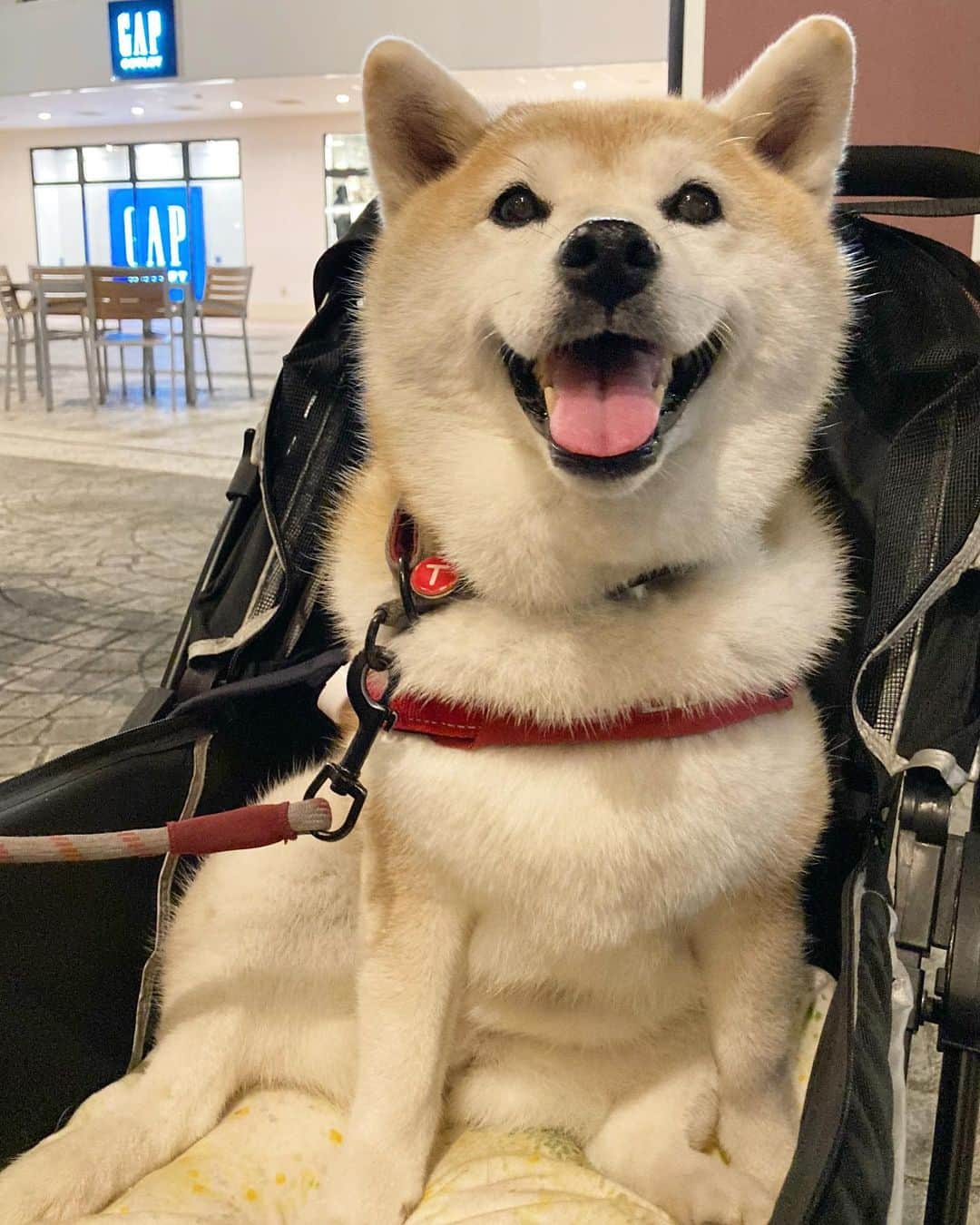 てんパパのグルメインスタ