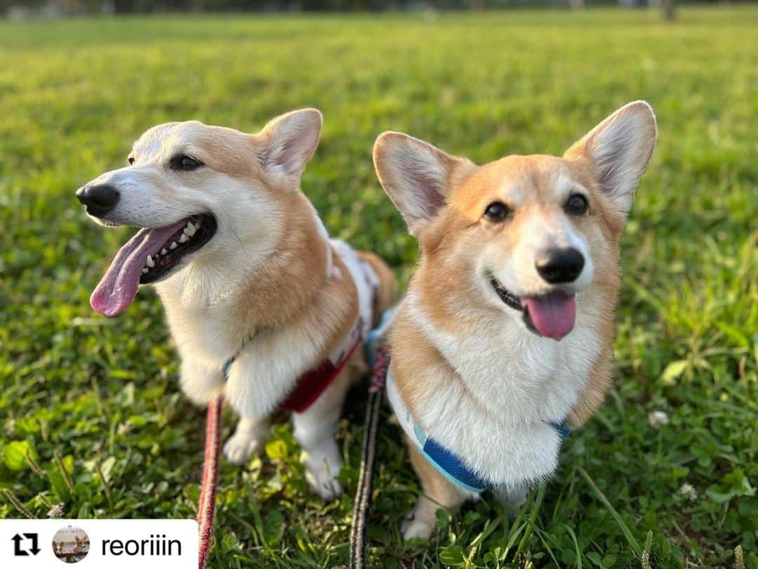 【公式】いぬのきもち・ねこのきもちのインスタグラム：「#Repost @reoriiin さんのりん君とはる君。  お散歩して、 たくさんボールで遊んだよ❣️  楽しかったね😊😊  ハッシュタグ #いぬのきもち #ねこのきもち に投稿いただいた可愛い写真をご紹介しています！ 「いぬのきもちWEB　MAGAZINE」、「ねこのきもちWEB MAGAZINE」でもご紹介させていただくことも！  -------------------  . #いぬ #いぬすたぐらむ #いぬのいる暮らし #いぬのきもち #いぬ好き #犬 #犬好きさんと繋がりたい #犬のいる生活 #犬と暮らす #犬好き #dog #dogsofinstagram #dogstagram  #コーギー」