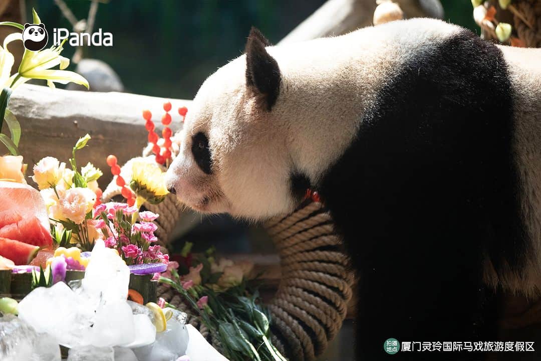 iPandaさんのインスタグラム写真 - (iPandaInstagram)「Who got a bamboo sports car for their birthday? They are Si Nian and Si Yunyun living in Xiamen. Let’s review their 8th birthday party!  🐼 🐼 🐼 #Panda #iPanda #Cute #PandaPic #chengdupandabase   For more panda information, please check out: http://en.ipanda.com」8月7日 19時30分 - ipandachannel