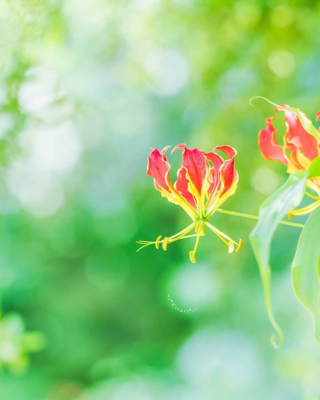 花の写真館のインスタグラム：「Photo by @kirari12ki. https://instagram.com/kirari12ki/ . Original Post[投稿いただいたURL] https://www.instagram.com/p/Cukhi7rSTZR/ . 本アカウントは、 #私の花の写真 をつけてInstagramに投稿された皆さまの花の写真や、「花の写真館」Facebookページで投稿された花の写真を紹介します。 「花の写真館」Facebookページは、「 @floral.photograph 」のプロフィールにあるURLからご覧ください。 . ※各種法令、マナー、関係者の指示に従った撮影をお願いします。 *Please ensure that your photography adheres to all relevant laws, etiquette, and instructions issued by authorized persons. ※本アカウントは東京カメラ部がFacebook、Instagramのサービスを利用して運営しているもので、Meta社・Instagramとは一切関係ありません。 . #花の写真館 #floralphotograph #floralphoto #flower #flowers Follow: @floral.photograph」