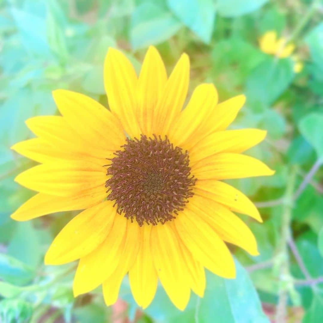栗田萌のインスタグラム：「ひまわり🌻 小さなお花が可愛い〜🥰  週末はお祭りへ。  滞在時間は、5分くらいかな。笑 夏気分を満喫できました🎐✨」