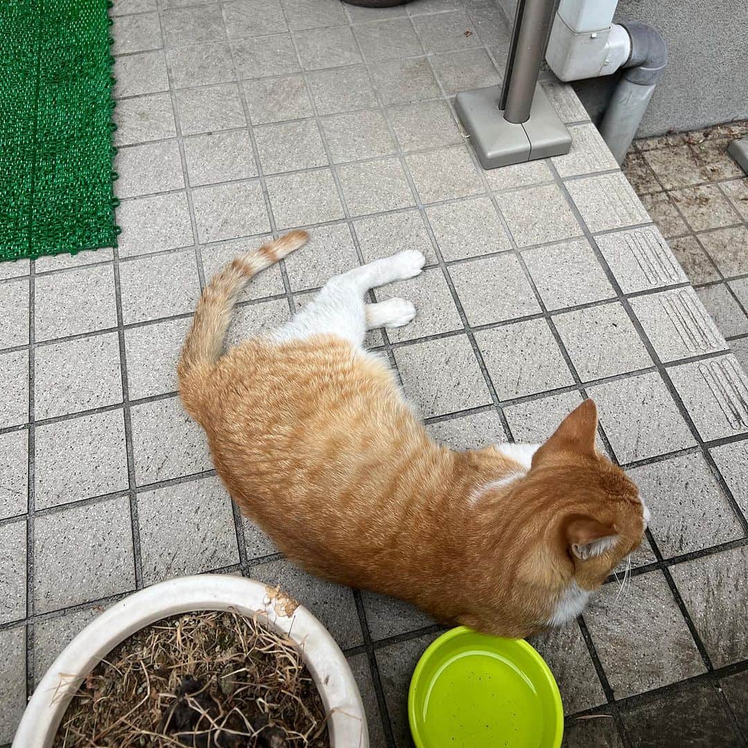 Kachimo Yoshimatsuさんのインスタグラム写真 - (Kachimo YoshimatsuInstagram)「おはようチャメシ Good Morning Chameshi 朝から晴れたり、雨降ったり 安定しない空模様｡ 雨宿りに使ってね。  #うちの猫ら #chameshi #猫 #ねこ #ニャンスタグラム #にゃんすたぐらむ #ねこのきもち #cat #ネコ #catstagram #ネコ部 http://kachimo.exblog.jp」8月7日 10時34分 - kachimo