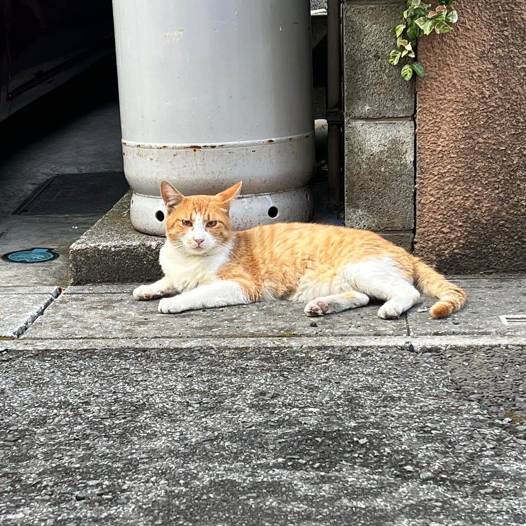 Kachimo Yoshimatsuさんのインスタグラム写真 - (Kachimo YoshimatsuInstagram)「おはようチャメシ Good Morning Chameshi 朝から晴れたり、雨降ったり 安定しない空模様｡ 雨宿りに使ってね。  #うちの猫ら #chameshi #猫 #ねこ #ニャンスタグラム #にゃんすたぐらむ #ねこのきもち #cat #ネコ #catstagram #ネコ部 http://kachimo.exblog.jp」8月7日 10時34分 - kachimo