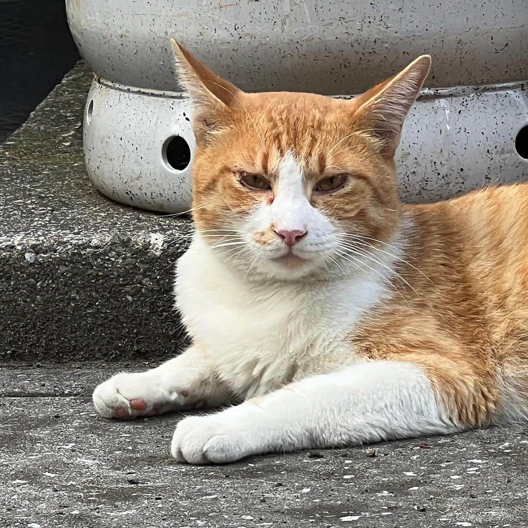 Kachimo Yoshimatsuさんのインスタグラム写真 - (Kachimo YoshimatsuInstagram)「おはようチャメシ Good Morning Chameshi 朝から晴れたり、雨降ったり 安定しない空模様｡ 雨宿りに使ってね。  #うちの猫ら #chameshi #猫 #ねこ #ニャンスタグラム #にゃんすたぐらむ #ねこのきもち #cat #ネコ #catstagram #ネコ部 http://kachimo.exblog.jp」8月7日 10時34分 - kachimo