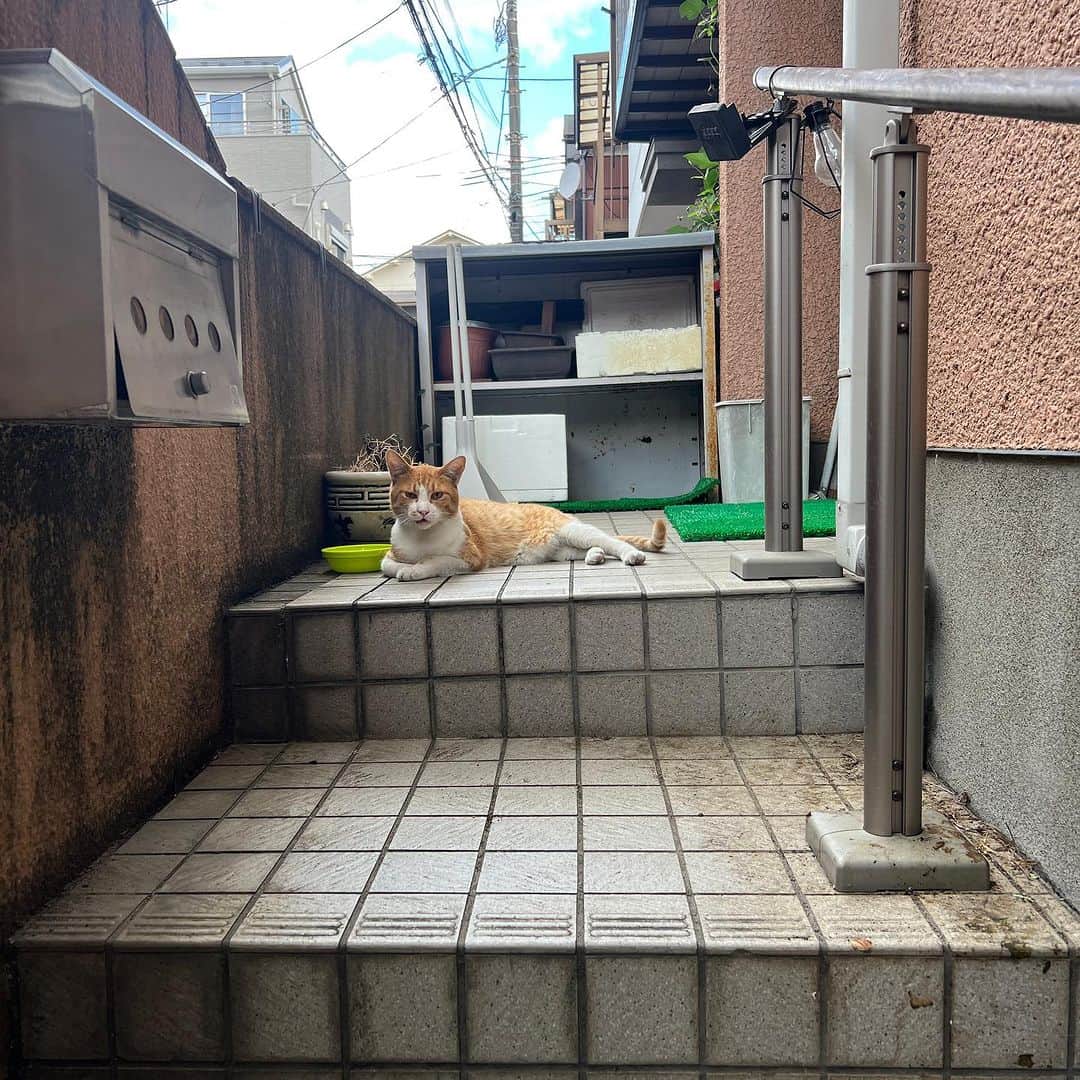Kachimo Yoshimatsuさんのインスタグラム写真 - (Kachimo YoshimatsuInstagram)「おはようチャメシ Good Morning Chameshi 朝から晴れたり、雨降ったり 安定しない空模様｡ 雨宿りに使ってね。  #うちの猫ら #chameshi #猫 #ねこ #ニャンスタグラム #にゃんすたぐらむ #ねこのきもち #cat #ネコ #catstagram #ネコ部 http://kachimo.exblog.jp」8月7日 10時34分 - kachimo