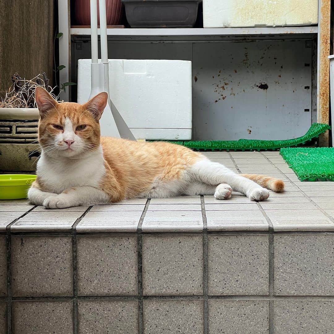 Kachimo Yoshimatsuさんのインスタグラム写真 - (Kachimo YoshimatsuInstagram)「おはようチャメシ Good Morning Chameshi 朝から晴れたり、雨降ったり 安定しない空模様｡ 雨宿りに使ってね。  #うちの猫ら #chameshi #猫 #ねこ #ニャンスタグラム #にゃんすたぐらむ #ねこのきもち #cat #ネコ #catstagram #ネコ部 http://kachimo.exblog.jp」8月7日 10時34分 - kachimo