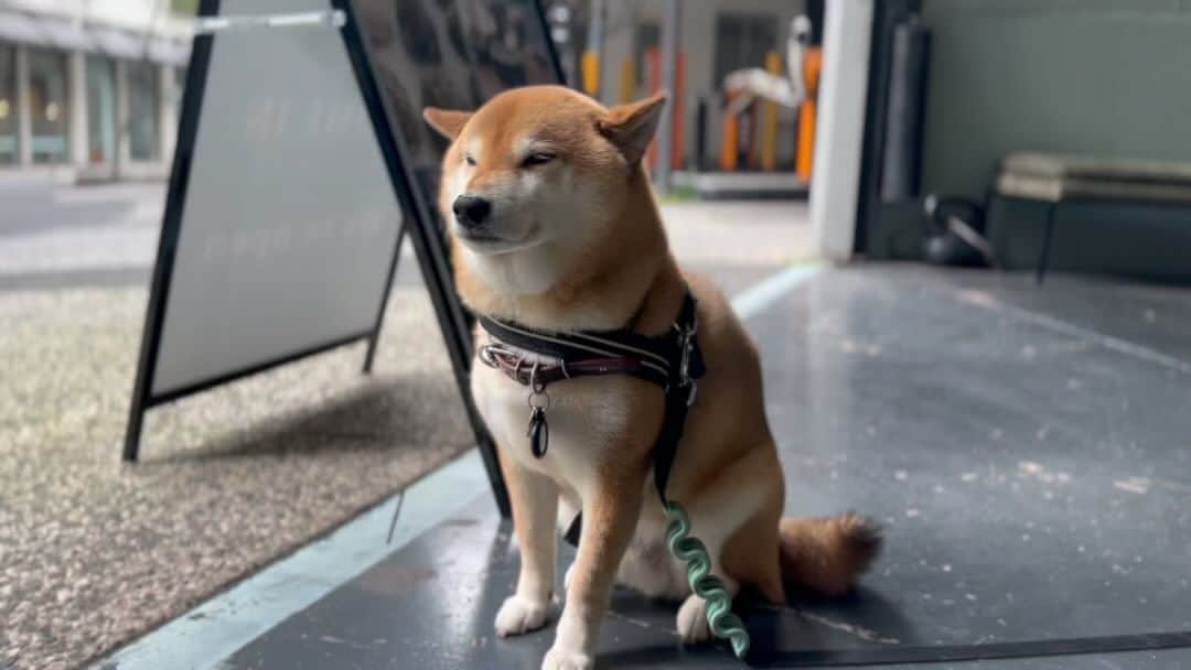 Shibainu Pontaのインスタグラム：「My beautiful boy💖 #melbourne #shibainu #メルボルン」