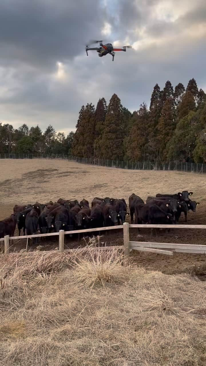 三好ジェームスのインスタグラム：「ドローンに興味津々の牛さんたち🐂  #和牛 #有田牛 #放牧 #wagyu #ドローン #宮崎牛 #宮崎有田牛」