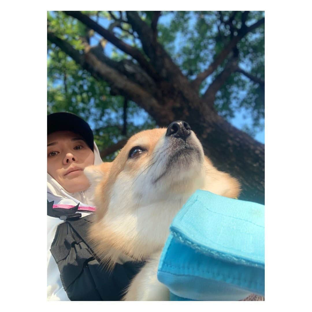 陽月華さんのインスタグラム写真 - (陽月華Instagram)「☆  目線違いの連写。 目ぇキラキラっ！かわいい。  るんは下からでもかわいい。  わたしはいろいろおそろしい。 これはまだ良いほう。  ガラストップのコンロ拭いてる時に映る自分の顔。 あれは あかん。  #るん  #犬 #dog #dogstagram #dogslife #doglife #dogs #doglifestyle #dogstagram  #dogphoto #dogphotography  #dogphotoshoot #photography」8月7日 10時48分 - hizukihana_official