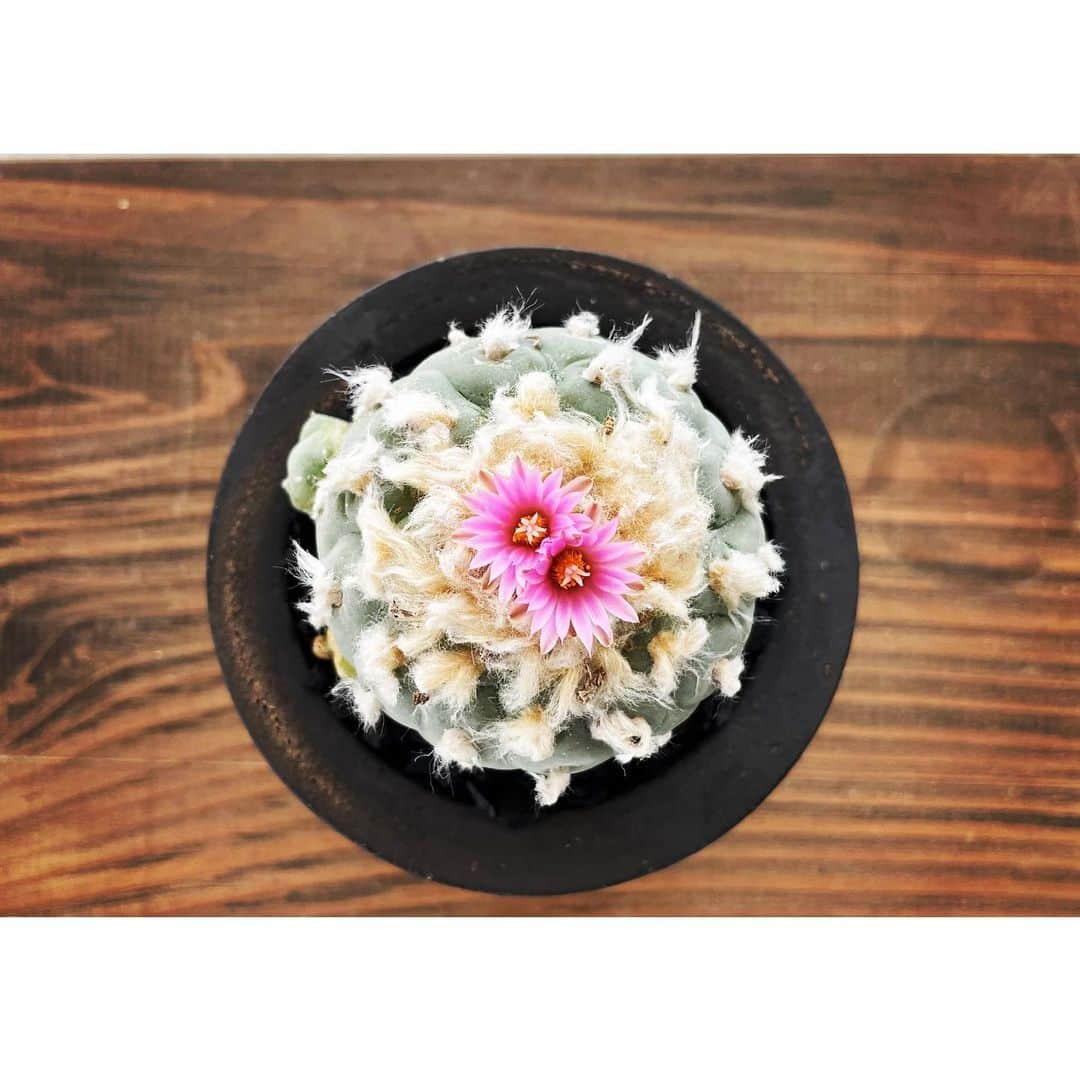 ハザマ陽平さんのインスタグラム写真 - (ハザマ陽平Instagram)「Lophophora fricii  #Pachypodium  #gracilius #多肉植物 #8labo #KINUN  # Imoniee  #YATAGARASU  #サボテン #ハンドメイド #グラキリス #cactus #succulent #plant #plants #caudex #塊根 #植物」8月7日 11時18分 - hazamayohei0703