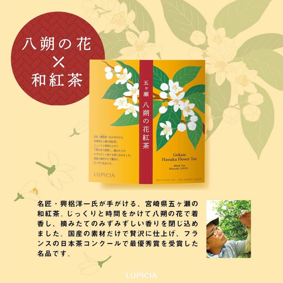 株式会社ルピシアさんのインスタグラム写真 - (株式会社ルピシアInstagram)「. 🌼八朔の花×和紅茶🌼  爽やかな甘酸っぱさが人気の柑橘「八朔」は、5月頃になるとほのかな香りととともに白い花を咲かせます。そんな摘みたての八朔の花で香りをつけた和紅茶が、季節限定で発売しました。  和紅茶は、自然豊かな宮崎県・五ヶ瀬産。香料は使わず、天然由来のみずみずしい花の香りを閉じ込めています。国産の素材だけで贅沢に仕上げた一杯で、じっくりとティータイムをお楽しみください☕  お茶の詳細は、ストーリーズまたはプロフィールのリンク先からどうぞ。 @lupicia_japan  商品や店舗に関する個別のお問い合わせは、お客様相談窓口0120‐112‐636（10:00～18:00）にて承っております。  #ルピシア #LUPICIA #お茶 #紅茶 #ティータイム #teatime #tea #おうちカフェ #紅茶 #和紅茶 #アフタヌーンティー #afternoontea #アイスティー #八朔 #柑橘 #みかん #花の日」8月7日 12時03分 - lupicia_japan