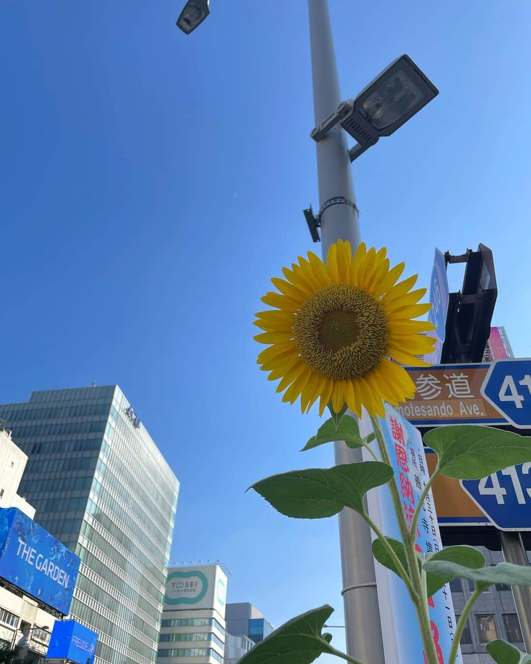 井上苑子のインスタグラム：「s u m m e r 🌻」