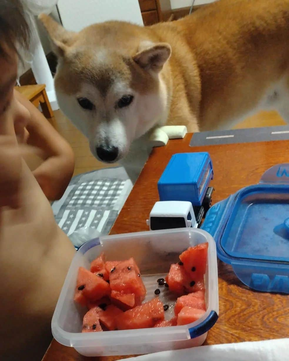 柴犬⭐️サスケさんのインスタグラム写真 - (柴犬⭐️サスケInstagram)「こんばん(ᐡ`･ω･´ᐡ)ฅわん！⁡ ⁡#🍉🍉#スイカ#西瓜#お零れ待ち#落ちてませんよ#さすけ#柴犬#赤柴#いぬのいる暮らし #いぬすたぐらむ #しばすたぐらむ #pecoいぬ部 #shibagram #shibainu #北海道#柴北会 #ふわもこ部」8月7日 19時41分 - shiba20150405