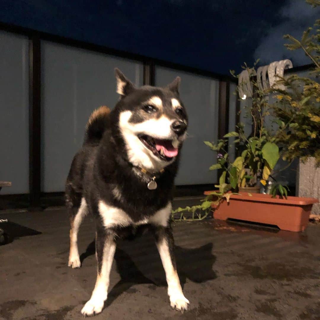 vo_coのインスタグラム：「🐾 日課の夜の水撒き 必ずと言っていいくらいお付き合いしてくれます こたちゃんも水遊びしたいね！ ＊ #shibastagram #instashiba #shiba #shibainu #黒柴 #柴犬」