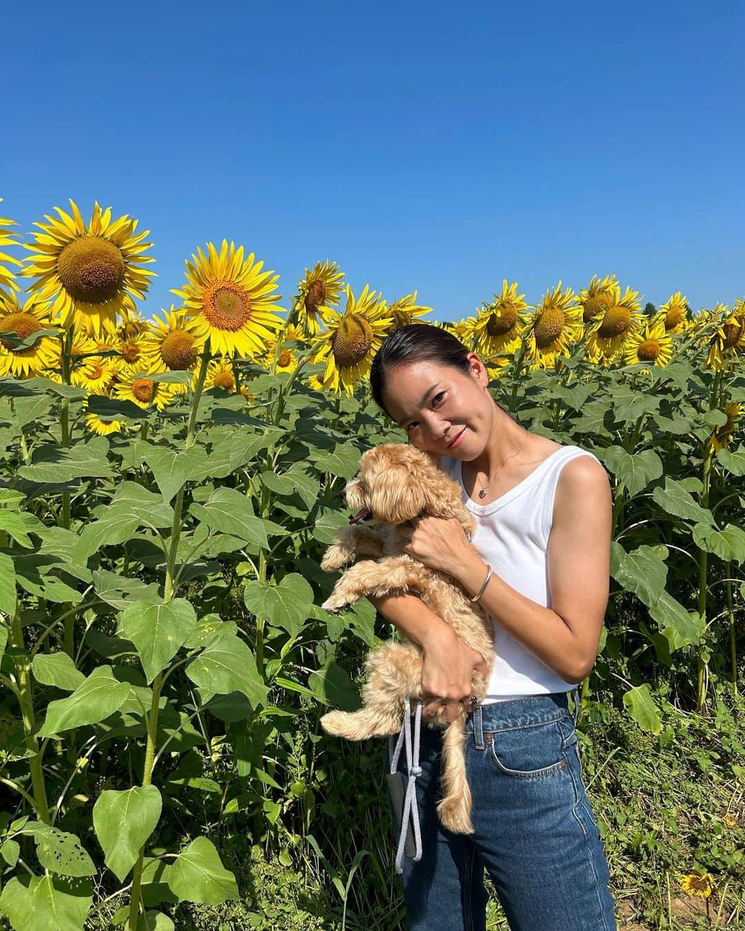 川島はるなさんのインスタグラム写真 - (川島はるなInstagram)「. . . 🌻🌻🌻 あっつい毎日ですが 少しだけひまわりを見に👩🏻‍🦰❤️🐶  #ノジマステラ  #ノジマステラ神奈川相模原 #神奈川 #神奈川県 #相模原市 #座間市 #綾瀬市 #ひまわり #ひまわり祭り #🌻 #マルプー #ポポ」8月7日 14時42分 - haruna__kawashima