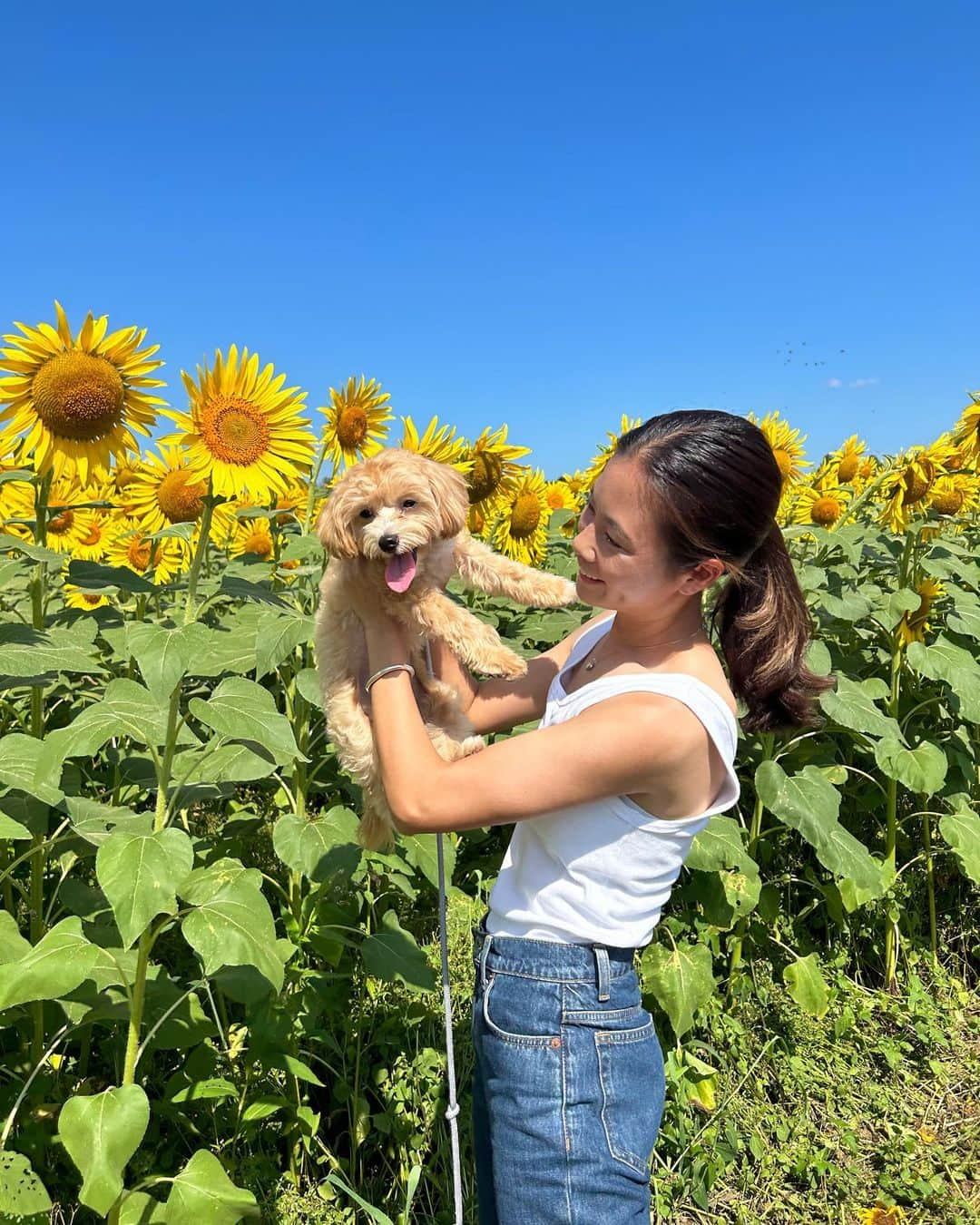 川島はるなさんのインスタグラム写真 - (川島はるなInstagram)「. . . 🌻🌻🌻 あっつい毎日ですが 少しだけひまわりを見に👩🏻‍🦰❤️🐶  #ノジマステラ  #ノジマステラ神奈川相模原 #神奈川 #神奈川県 #相模原市 #座間市 #綾瀬市 #ひまわり #ひまわり祭り #🌻 #マルプー #ポポ」8月7日 14時42分 - haruna__kawashima