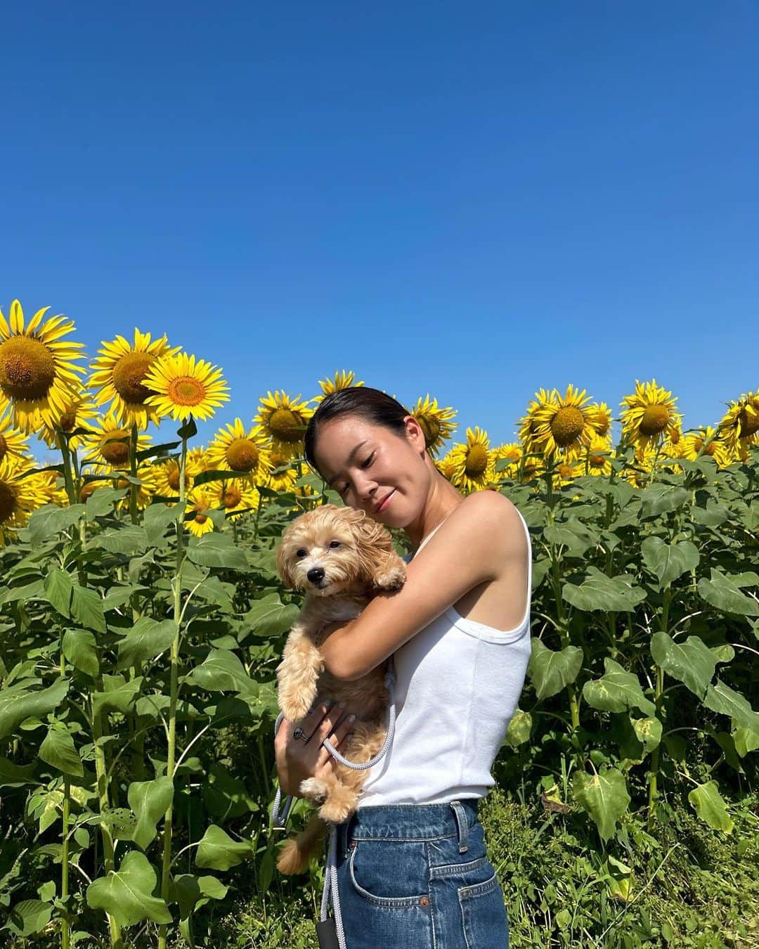 川島はるなのインスタグラム：「. . . 🌻🌻🌻 あっつい毎日ですが 少しだけひまわりを見に👩🏻‍🦰❤️🐶  #ノジマステラ  #ノジマステラ神奈川相模原 #神奈川 #神奈川県 #相模原市 #座間市 #綾瀬市 #ひまわり #ひまわり祭り #🌻 #マルプー #ポポ」