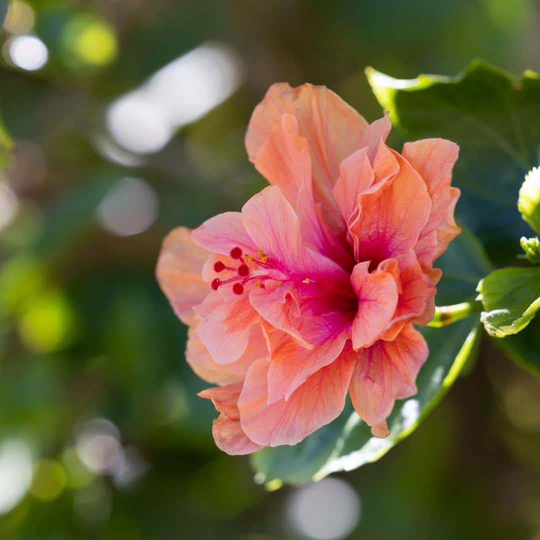 Instagenic Hawaiiのインスタグラム：「Aloha!  #花の日 に因んで、ハワイで見られるハイビスカスをスライドでご紹介🌺  テレビや雑誌などを飾るハワイの花の代表と言えば、ハイビスカスを思い浮かべる方も多いですよね✨  ハイビスカスの中にもたくさんの種類があり、ハワイ固有のハイビスカスと外来種をかけ合わせた結果、さまざまな色合いの花が誕生しました🌺  そして、今ではハワイアン・ハイビスカスの品種数は6000種とも言われるほどになっています😲  #ハワイ #ハイビスカス #花 #植物 #ハワイの花 #お花 #自然 #固有植物 #ハワイ州 #ハイビスカス🌺 #花のある暮らし」