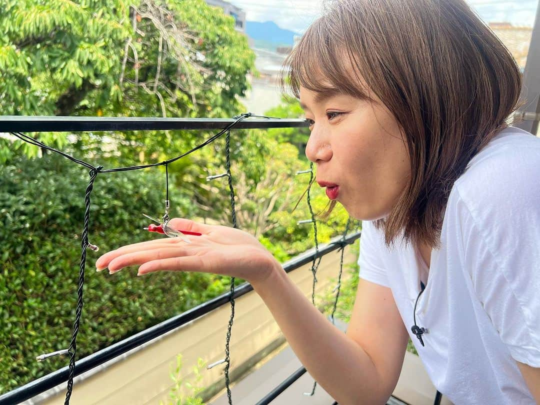 河島あみるさんのインスタグラム写真 - (河島あみるInstagram)「あの虫避け 「おにやんま君」に 小さい虫用の妹分 「あかねちゃん」が誕生🐣  もちろん我が家はダブルで吊ってます！ 効果のほどはeo光チャンネル #河島あみるのくらしイチおし  でご覧ください😎  #虫除けグッズ#あかねちゃん#おにやんま君 #便利グッズ大好き #ガーデニング#キャンプ#夏休み @eohikari_ch」8月7日 16時33分 - amiru_kawashima