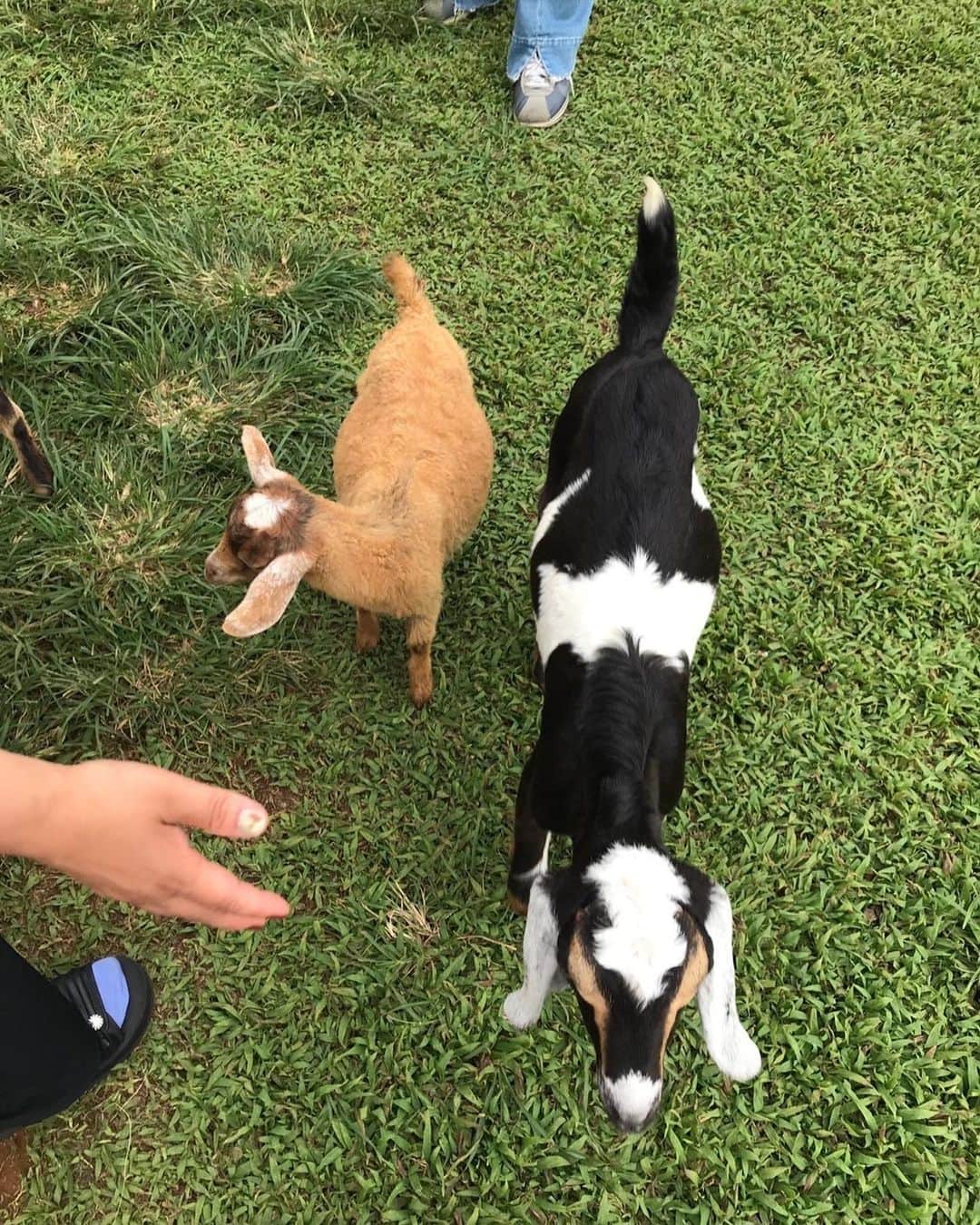 吉岡里帆さんのインスタグラム写真 - (吉岡里帆Instagram)「本日"鶴瓶の家族に乾杯" 海外スペシャル  inハワイ🏄🌴  鶴瓶さんとハワイで最高にハッピーな家族と大好きなヤギに犬に猫にと出会いだらけの親子旅してきました 🐐🐕🐈❤︎ぜひご覧下さい。  #家族に乾杯 #親子旅 #しずかちゃんとパパ」8月7日 16時52分 - riho_yoshioka