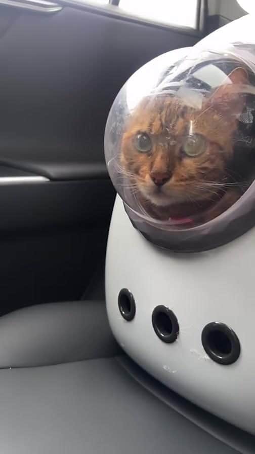 にゃんたまハウスのインスタグラム：「おぼん実家帰省行きの車内から🚗」
